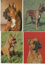 Lot 7 cartes chiens Boxer Bouledogue, Affranchie, Chien ou Chat, Envoi