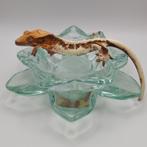 6 mooie jonge wimpergekkos/crested geckos (mannen + vrouwen), Animaux & Accessoires, Lézard, 0 à 2 ans