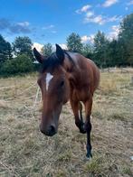 Draagmerrie/recreatiepaard, Dieren en Toebehoren, Paarden, Niet van toepassing, 3 tot 6 jaar, 160 tot 165 cm, Recreatiepaard