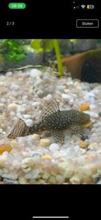 Baby pleco’s, ruitenkuisers, ancistrus, Dieren en Toebehoren, Vissen | Aquariumvissen, Vis, Zoetwatervis