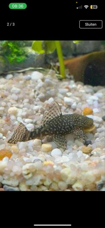 Baby pleco’s, ruitenkuisers, ancistrus beschikbaar voor biedingen