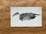 Fossiele Gewervelde Dieren Van Belgie Nr. 7 Dugong van Boom, Verzamelen, Postkaarten | Dieren, Ophalen of Verzenden, Ongelopen