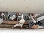 Mooie jonge duifjes voor een beginner, Dieren en Toebehoren, Vogels | Duiven, Meerdere dieren, Postduif