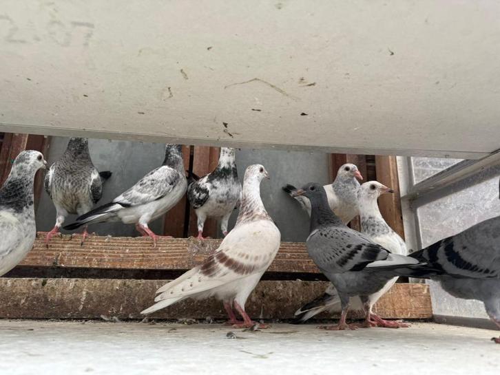 Mooie jonge duifjes voor een beginner, Dieren en Toebehoren, Vogels | Duiven, Postduif, Meerdere dieren