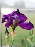 Blauwe iris, Vaste plant, Ophalen of Verzenden, Lente, Overige soorten