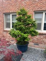 tuinbonsai Fagus ( haagbeuk), Tuin en Terras, Bloeit niet, Halfschaduw, Overige soorten, 100 tot 250 cm