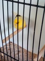 Gloster pop 2024,, Dieren en Toebehoren