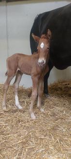 Dressuurhengsten, Dieren en Toebehoren, Gechipt, Niet van toepassing, Dressuurpaard, 0 tot 2 jaar