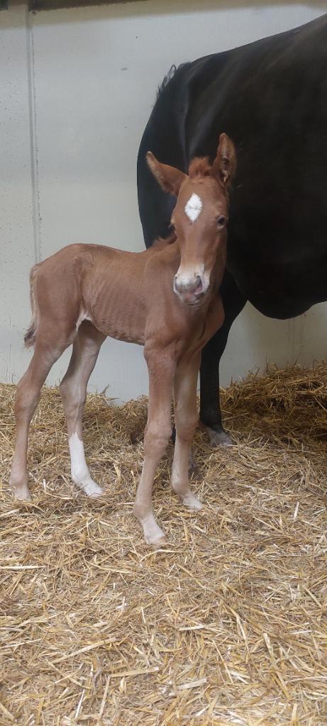 Dressuurhengsten, Dieren en Toebehoren, Paarden, Hengst, Niet van toepassing, 0 tot 2 jaar, Dressuurpaard, Met stamboom, Gechipt