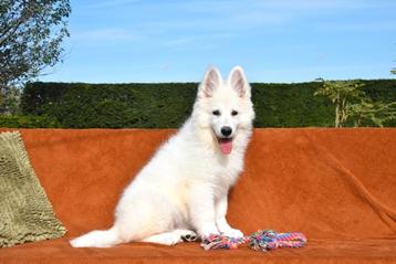 Beaux chiots de berger blanc suisse 