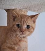 Brits korthaar kitten - mag het nest reeds verlaten, Dieren en Toebehoren, Katten en Kittens | Raskatten | Langhaar, Kater, Gechipt