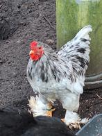 Kriel brahma, Dieren en Toebehoren, Pluimvee