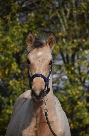Poulain PRE isabelle beschikbaar voor biedingen