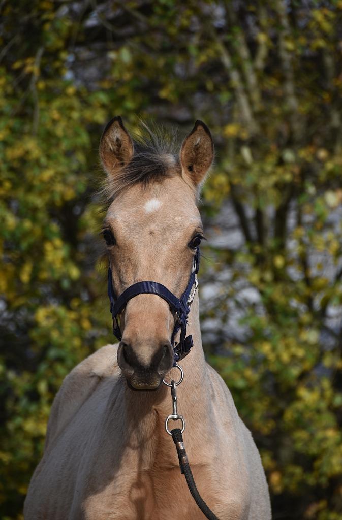 Poulain PRE isabelle, Dieren en Toebehoren, Paarden, Hengst, B, Minder dan 160 cm, 0 tot 2 jaar, Dressuurpaard, Met stamboom, Gechipt