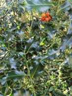 Hulst, Tuin en Terras, Ophalen, Hulst