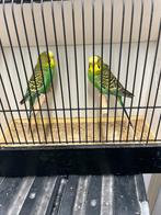 Grasparkieten in split bf en split dun fallow en bf, Dieren en Toebehoren, Vogels | Parkieten en Papegaaien, Meerdere dieren, Parkiet