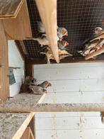 KWEEKKOPPELS EXOTEN: ZEBRAVINK-DIAMANTDUIF-PADDA-JAP.MEEUW, Dieren en Toebehoren, Meerdere dieren, Tropenvogel