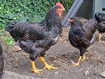 Barnevelder Haantje beschikbaar voor biedingen