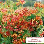 Lonicera heckr. "Goldflame", Japanse Sierkamperfoelie, 7€/st, Jardin & Terrasse, Plantes grimpantes, Enlèvement ou Envoi, Été