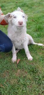 Border collie pups, Dieren en Toebehoren, België, Fokker | Hobbymatig, 8 tot 15 weken, CDV (hondenziekte)