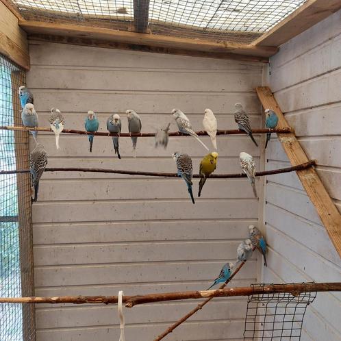 Engelse grasparkieten, Dieren en Toebehoren, Vogels | Parkieten en Papegaaien