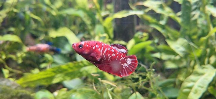 4 Betta ( siamese kempvis) vrouwen, Dieren en Toebehoren, Vissen | Aquariumvissen