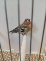 botvink mutatie  man eigen kweek 2025, Dieren en Toebehoren, Vogels | Overige Vogels, Mannelijk, Wildzangvogel, Geringd