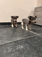 Jack russel pups te koop, Dieren en Toebehoren, Honden | Jack Russells en Terriërs, CDV (hondenziekte), België, Particulier, Jack Russell Terriër