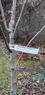 Perenboom laagstam "Conference", Tuin en Terras, Planten | Fruitbomen, Ophalen, Lente, Volle zon, Perenboom