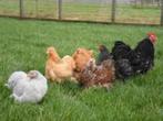 Zijdehoenders en Cochins in 5 verschillende kleuren, Kip
