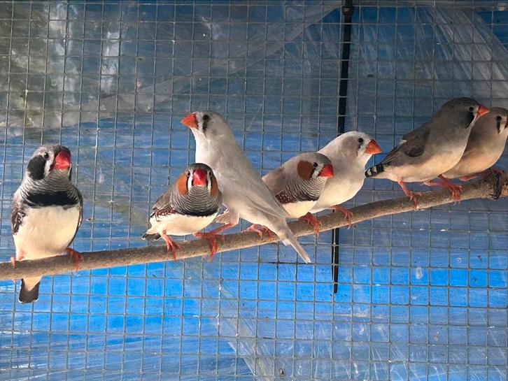 Mandarin te koop, Dieren en Toebehoren, Vogels | Parkieten en Papegaaien, Meerdere dieren