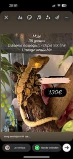 Sale! Extreme harlequin wimpergekko man met terrarium, Dieren en Toebehoren, Met terrarium