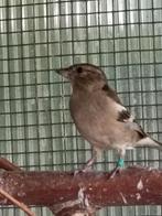 5 botvinken, Dieren en Toebehoren, Geringd