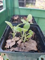 Crosne (Japanse andoorn) p9, Ophalen