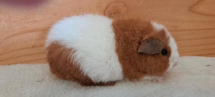 Schattige US Teddy cavia's, Animaux & Accessoires, Rongeurs, Mâle, Cobaye, Mars