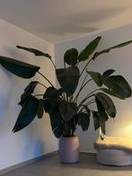 Plant Strelitzia Nicolai of paradijsvogelplant, Huis en Inrichting, Kamerplanten, Ophalen