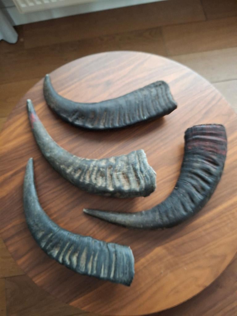 Hoorns waterbuffel, Collections, Collections Animaux, Comme neuf, Autres types, Autres, Enlèvement