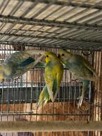 Vogels te koop, Dieren en Toebehoren, Parkiet