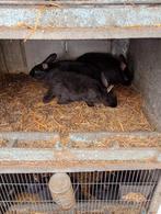Jonge konijnen, Dieren en Toebehoren, Konijnen
