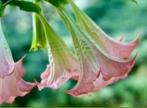 Brugmansia trompetplant datura - lichtroze bloemen, Overige soorten, Vaste plant, Ophalen of Verzenden, Halfschaduw