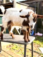 Dwerg geitjes  - bokjes, Dieren en Toebehoren, Schapen, Geiten en Varkens