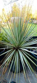 Nolina, Tuin en Terras, Ophalen