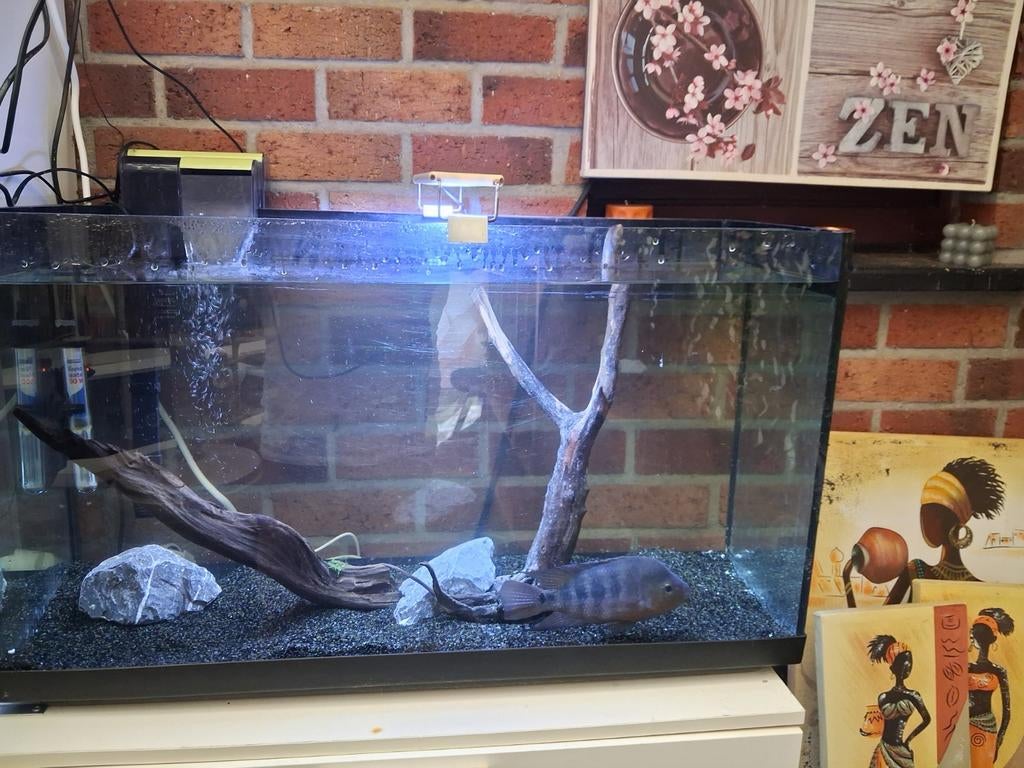 Aquarium complet 80/45/30, Animaux & Accessoires, Poissons | Aquariums & Accessoires, Enlèvement, Utilisé