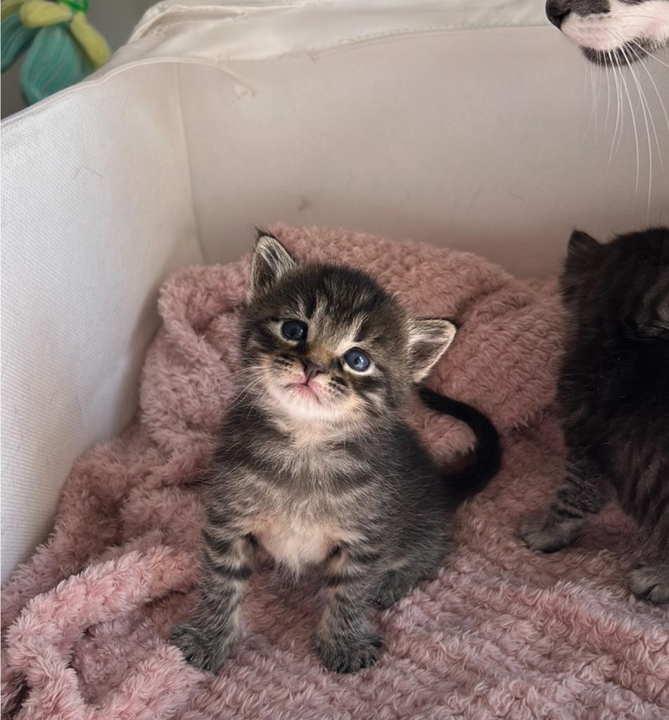 Main coon mix, Dieren en Toebehoren, Meerdere dieren, Ontwormd, 0 tot 2 jaar