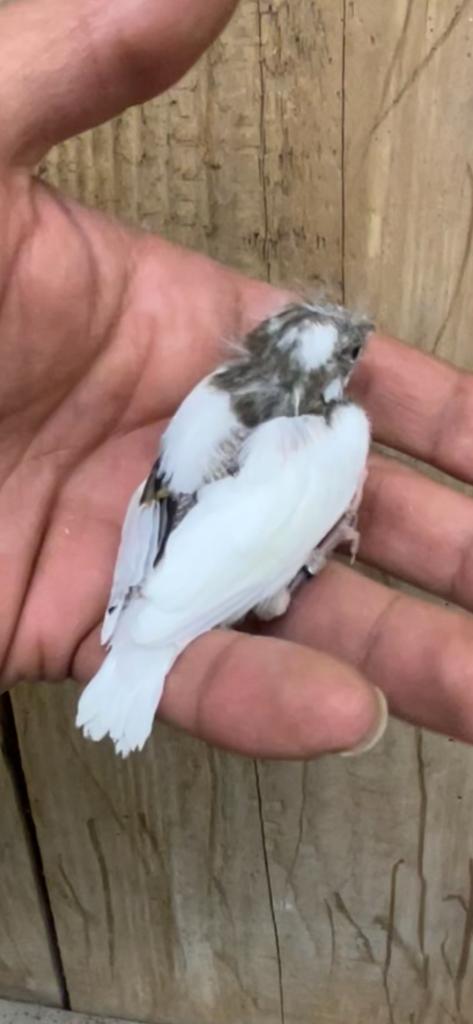 Lot de canaris Normandie Orne, Animaux & Accessoires, Plusieurs animaux, Canari chanteur