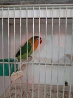 Fischeri en personata, agaporniden, Dieren en Toebehoren, Vrouwelijk, Dwergpapegaai of Agapornis, Geringd