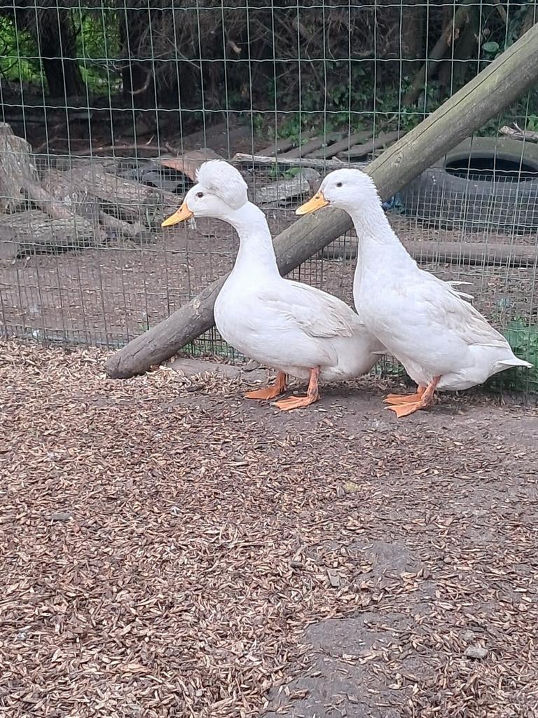 Koppel hollandse kuifeenden, Dieren en Toebehoren, Pluimvee, Meerdere dieren, Eend