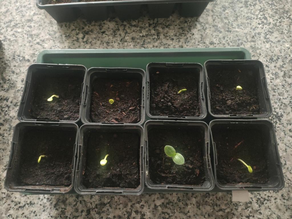 Watermeloenplantjes, Ophalen