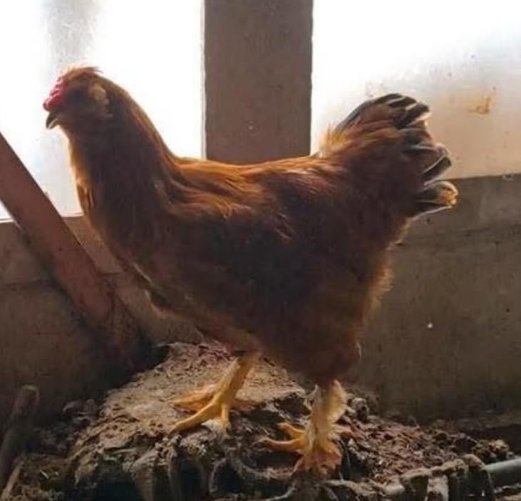 Gratis jonge haan, September