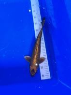 Koi 40cm, Dieren en Toebehoren, Vissen | Vijvervissen, Karper of Koi